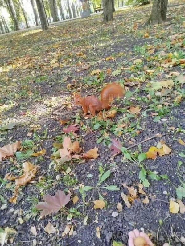 🐿️ Белки вернулись в Быханов сад