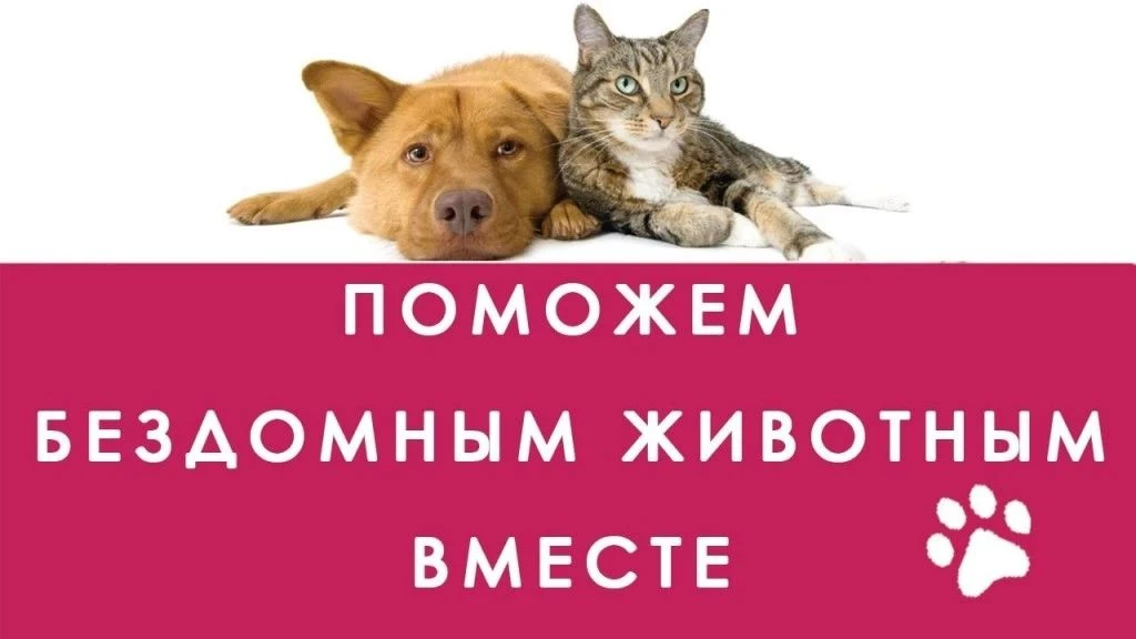 Доброе дело для пушистых друзей!