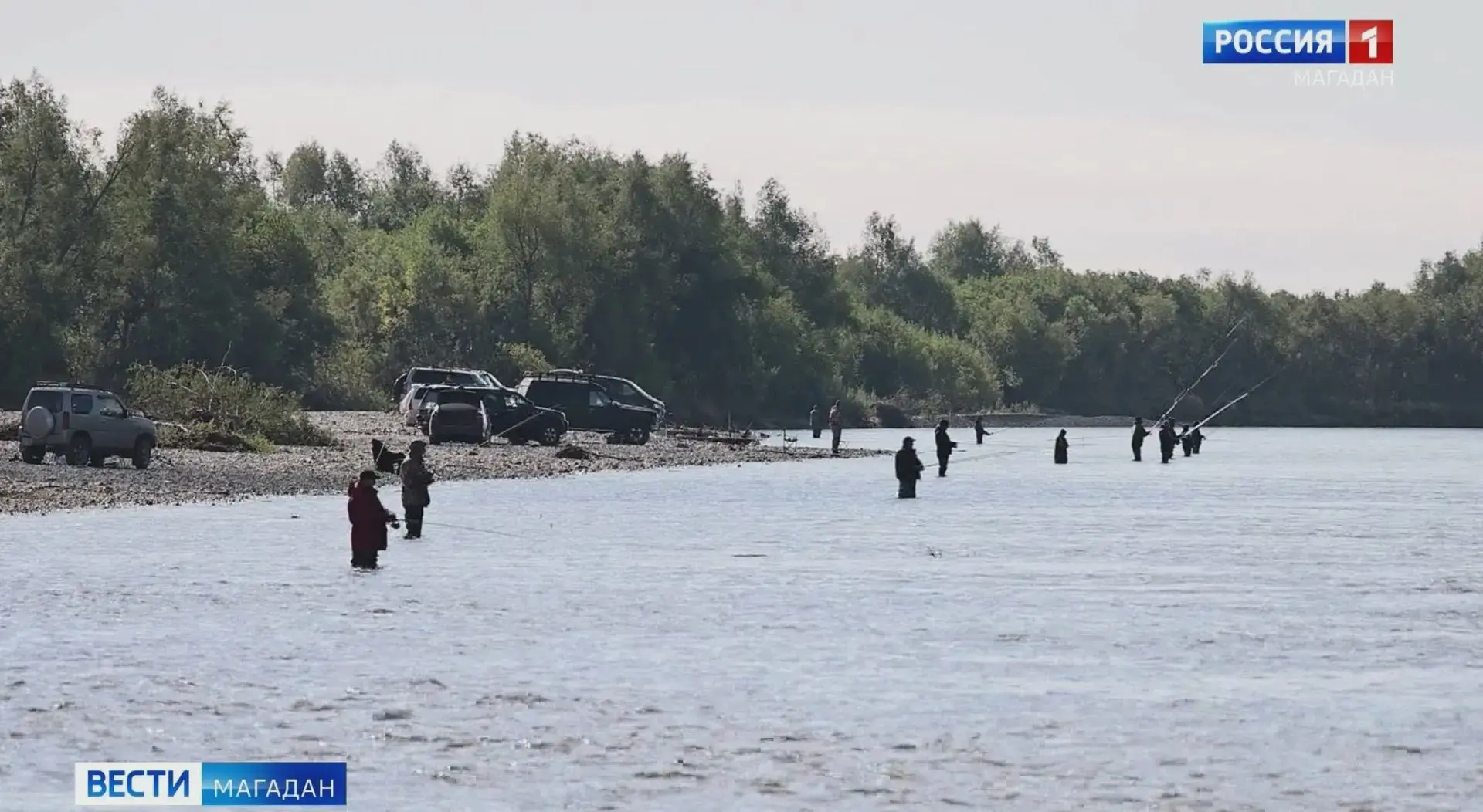 Горбуша по 350 рублей в Магадане