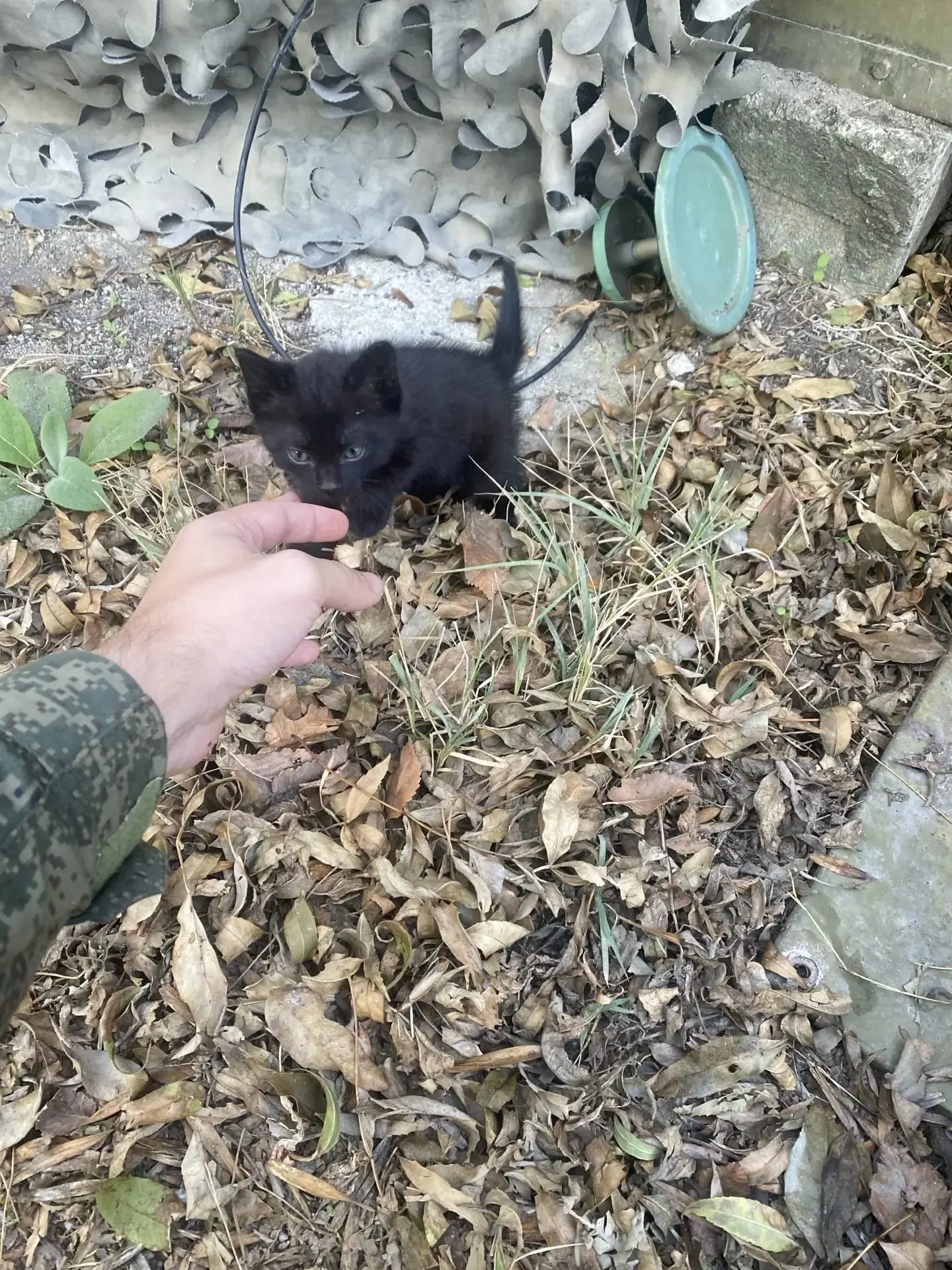 Герань и Панцирь ищут семью. Привезем с зоны сво в Новороссийск 😁 может кто-то мечтал