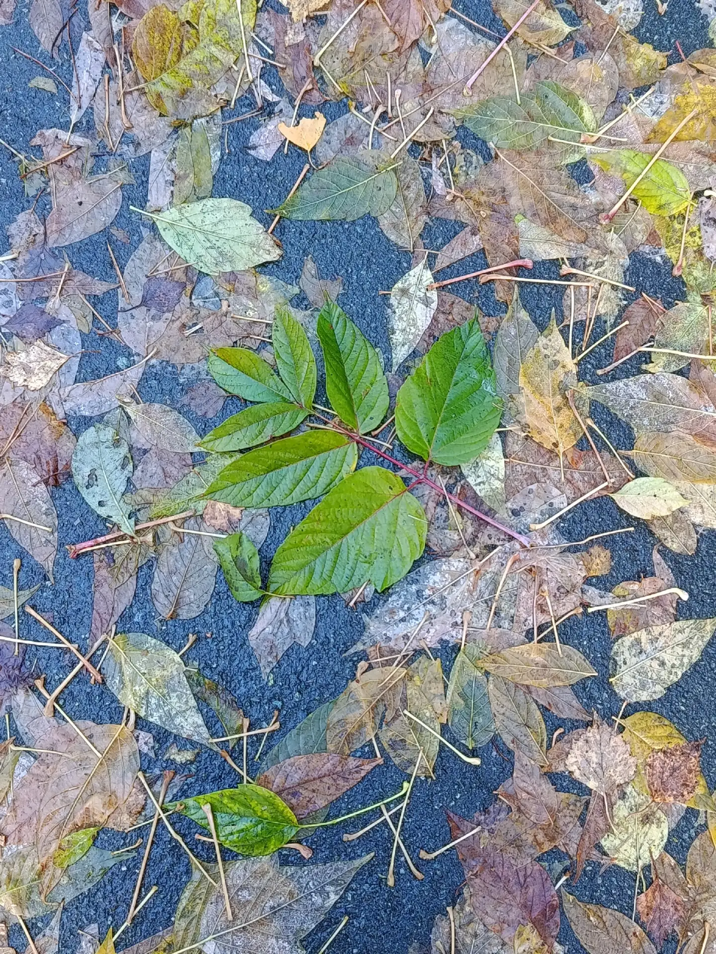 🍂Осенние листья бросает ветер...🍂