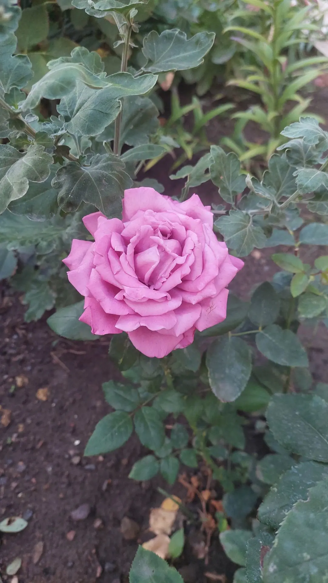 Розы 💜