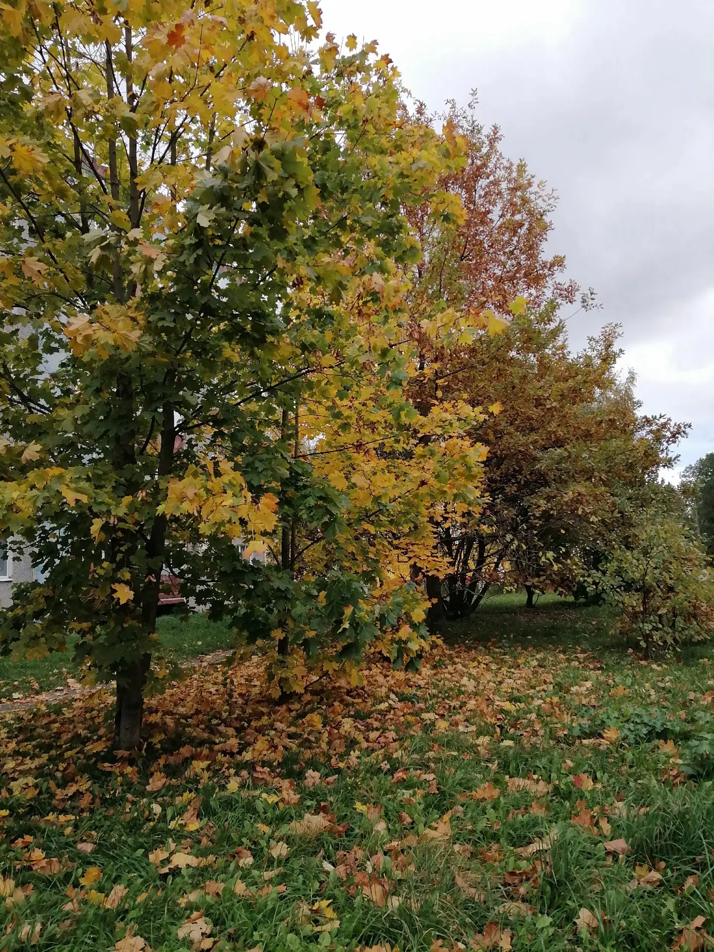 Отличного дня! 🍁