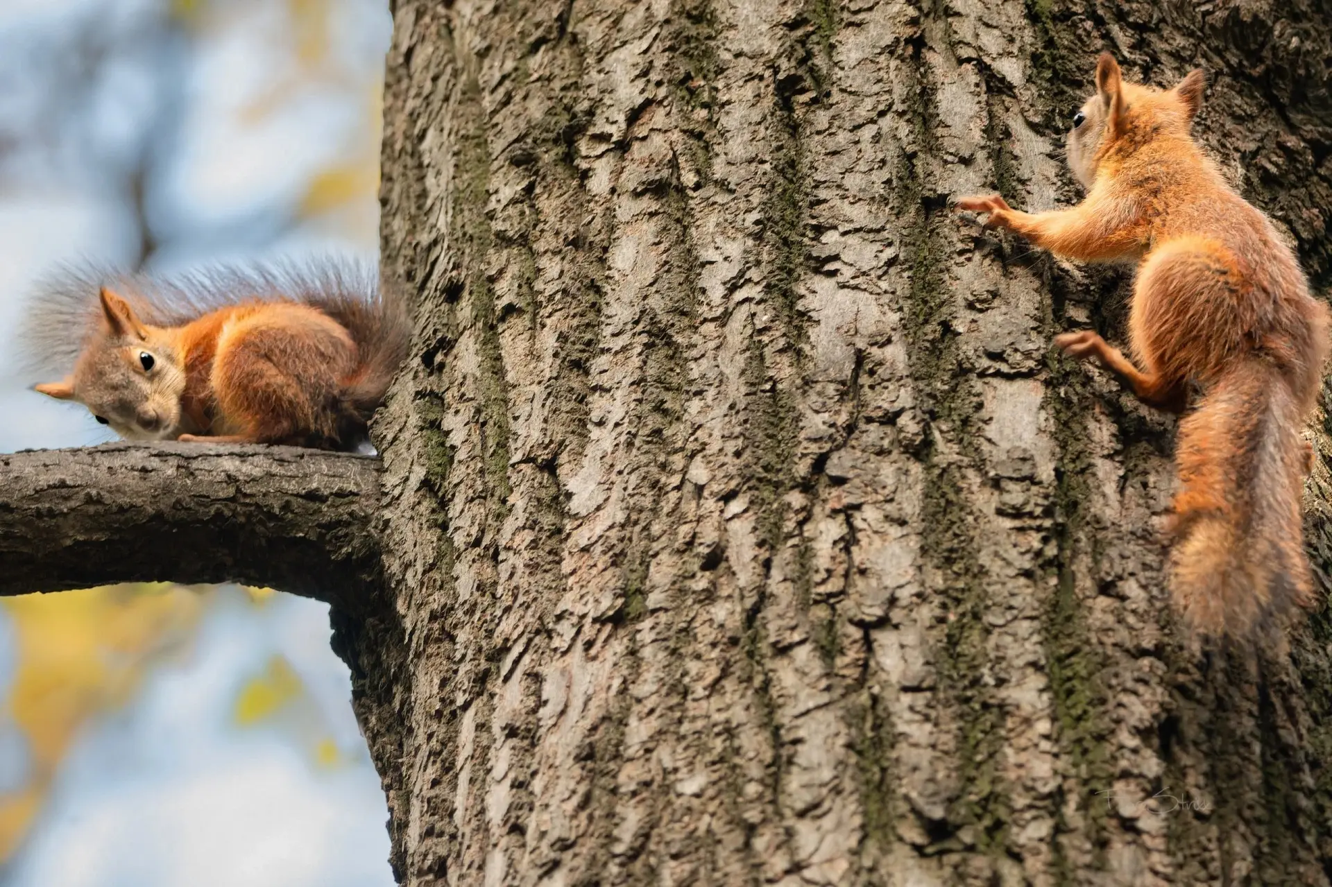 — Кто не спрятался, я не виноват! 🐿