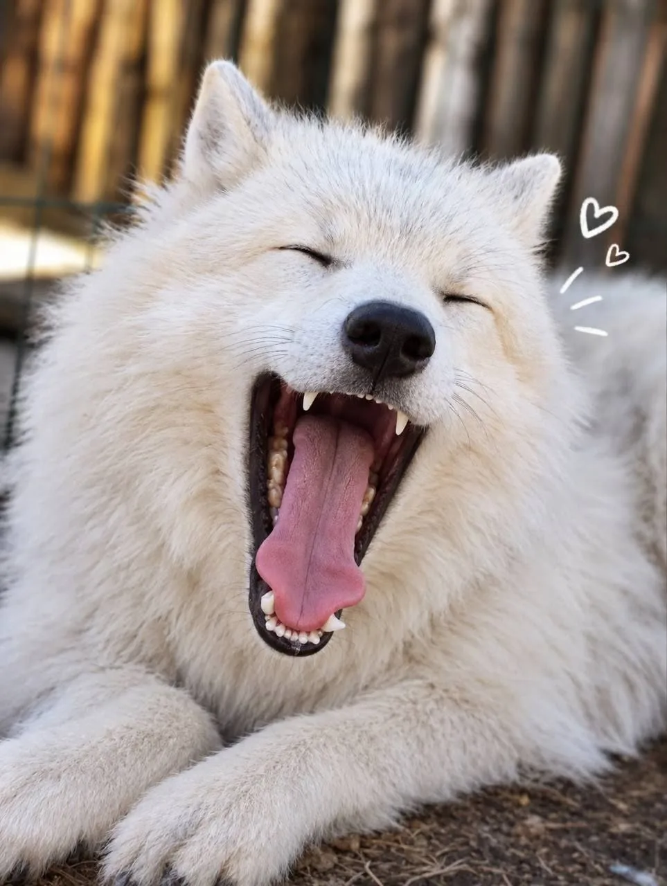 🐺 Доброе утро от полярного волчонка Акелы!