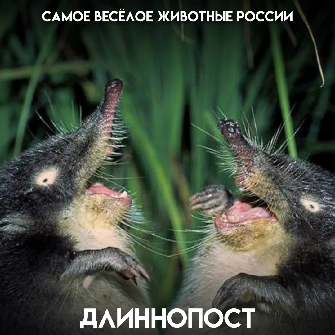 Мордочка с вечной улыбкой, нос-хоботок, перепончатые лапы и хвост, в котором хранится з...