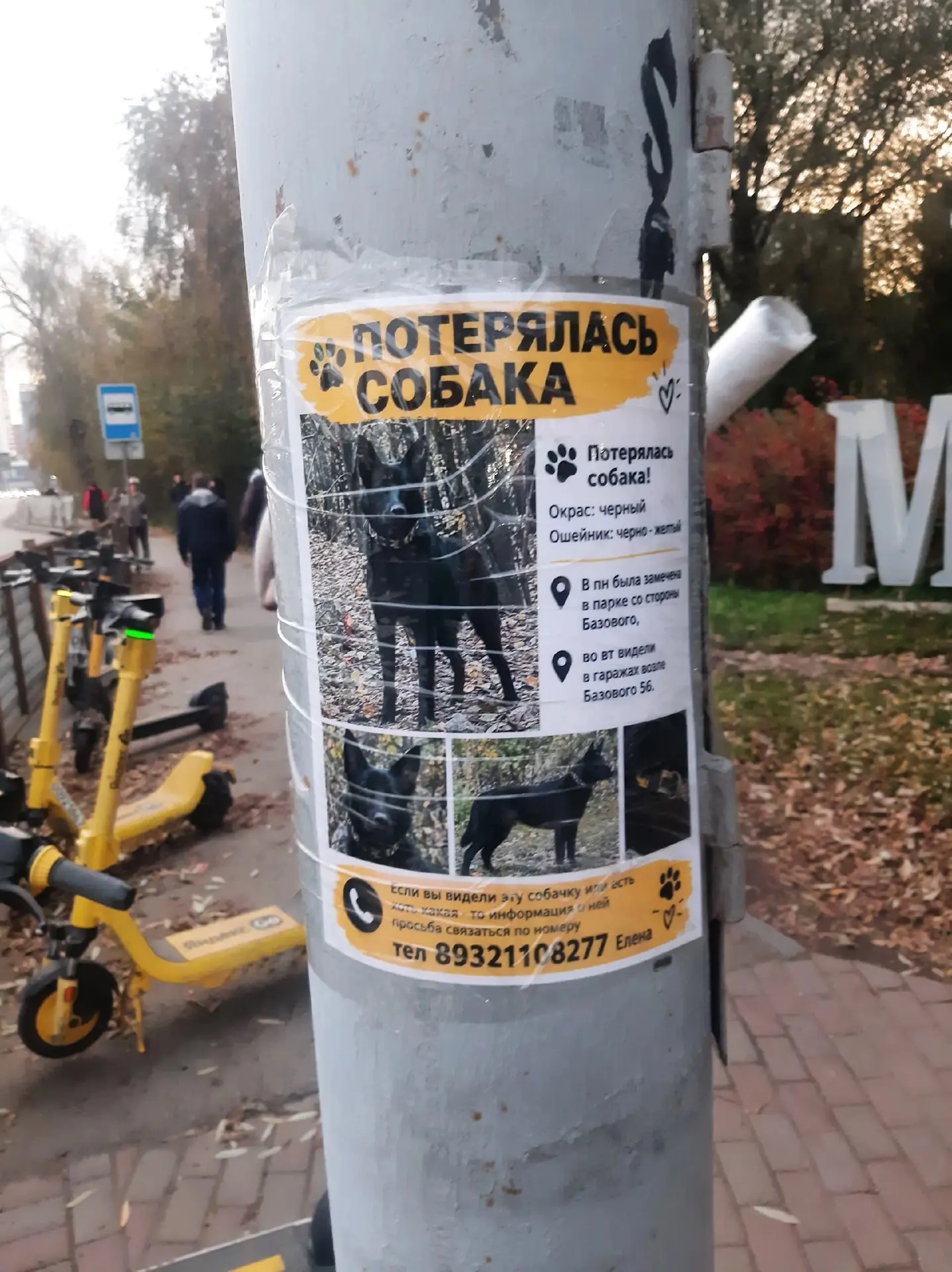 Потерялась собака, овчароид, окрас черный, в ошейнике (Екатеринбург, Парковый)