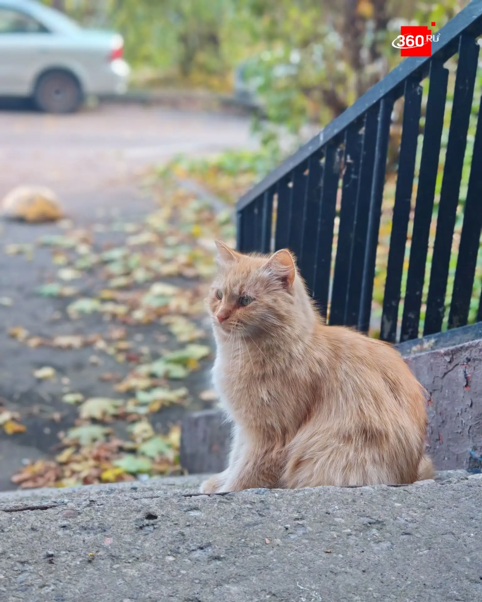 Разбавим ленту осенними котиками 😻