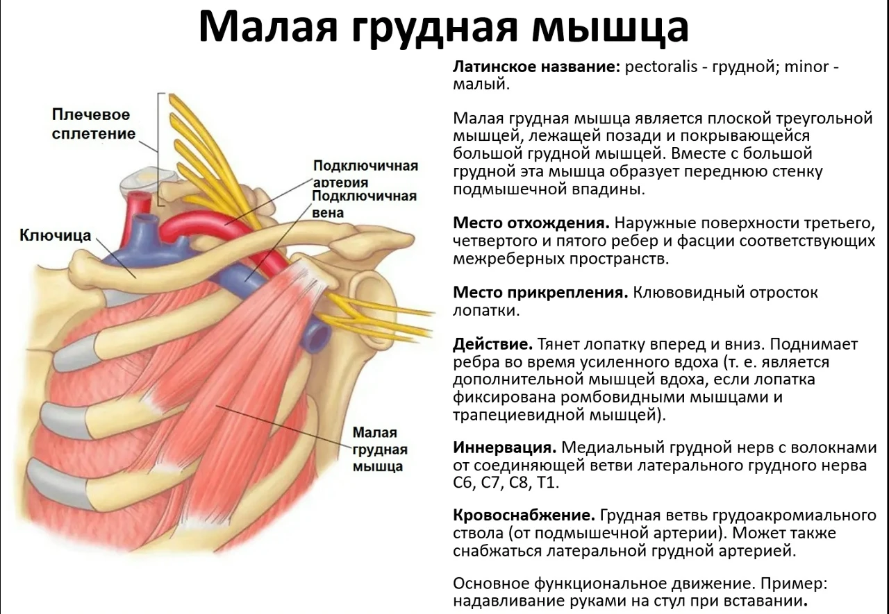 Малая грудная мышца — небольшая мышца треугольной формы, расположенная в верхней части ...
