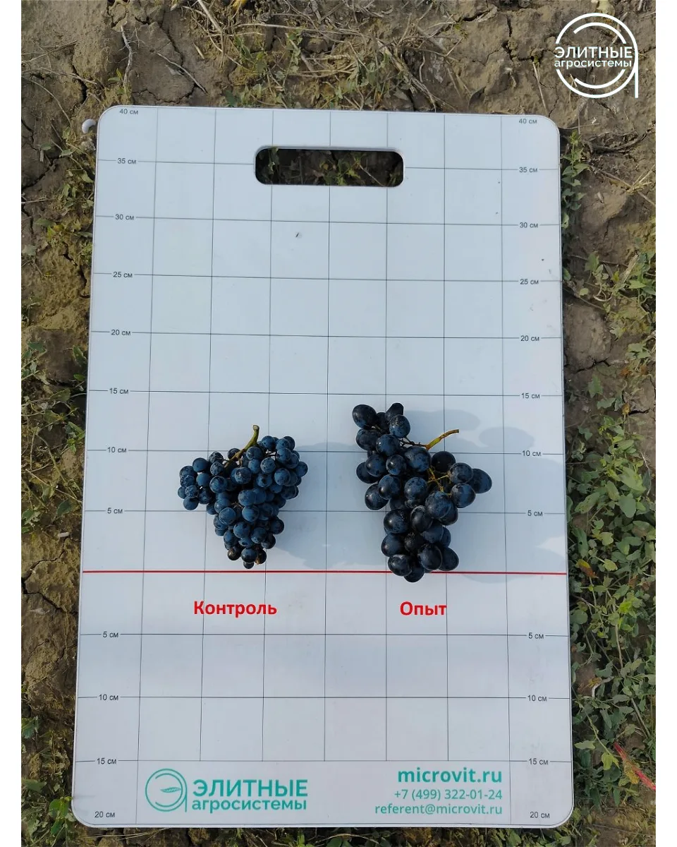 🍇 Виноград, работаем на качество и урожайность