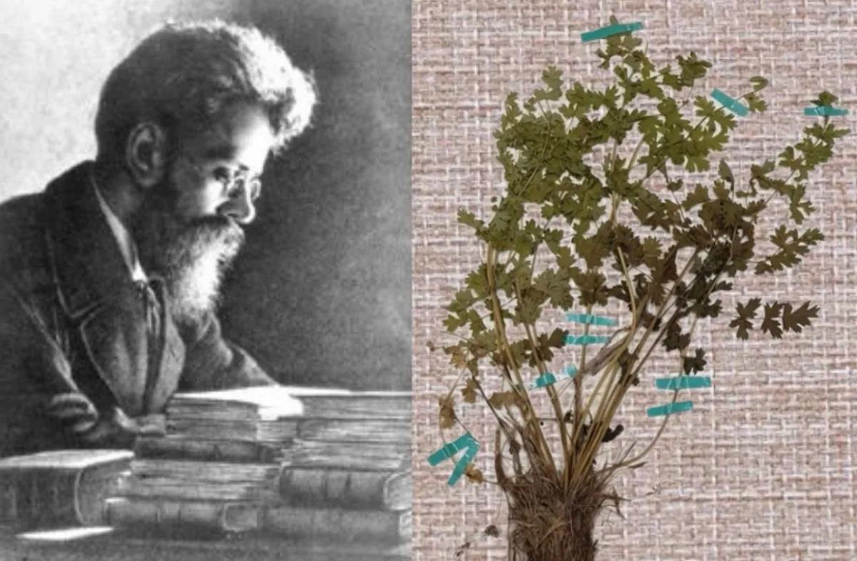 Озеро, цветок и Антарктида: история владимирского учёного Николая Альбова