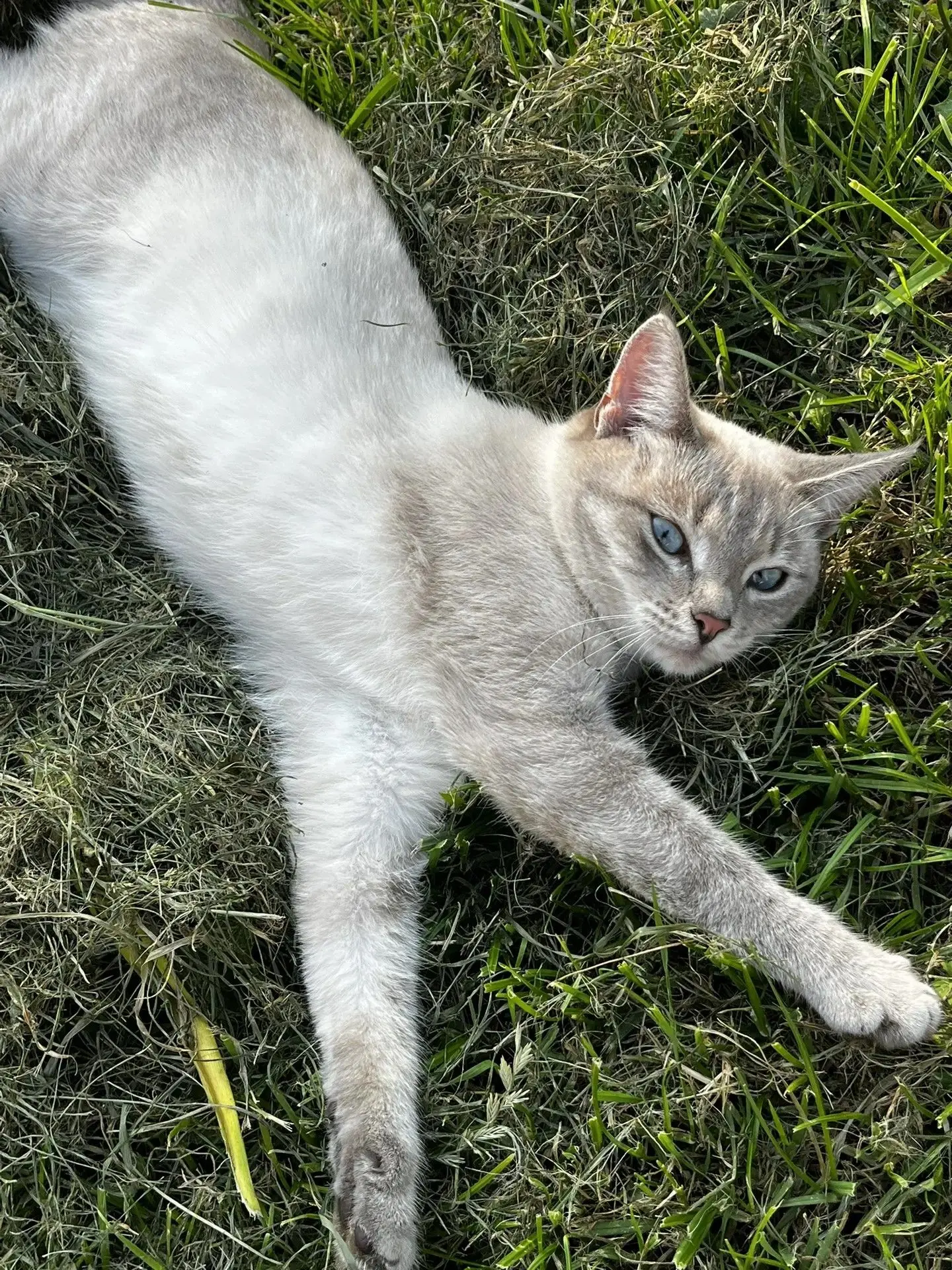 🚨 ПРОПАЛА КОШКА! Бугульма, район автовокзала, ул. Баумана