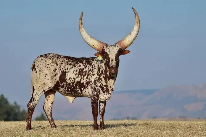 🇿🇦🤩 В ЮАР продали тёлку породы анколе за рекордные R6,4 млн