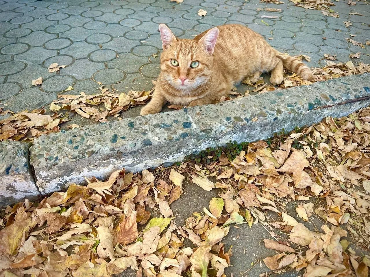 Цвет утра 14 октября в Анапе🐈