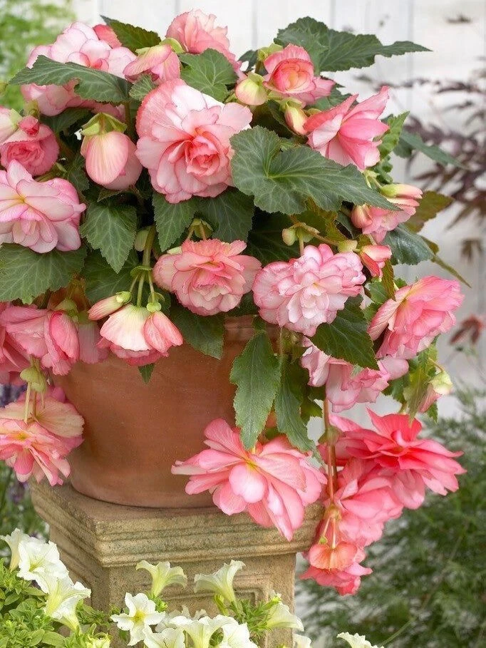 Begonia tuberhybrida — она же клубневая бегония. Если вы любите эффектное, яркое, пышно...