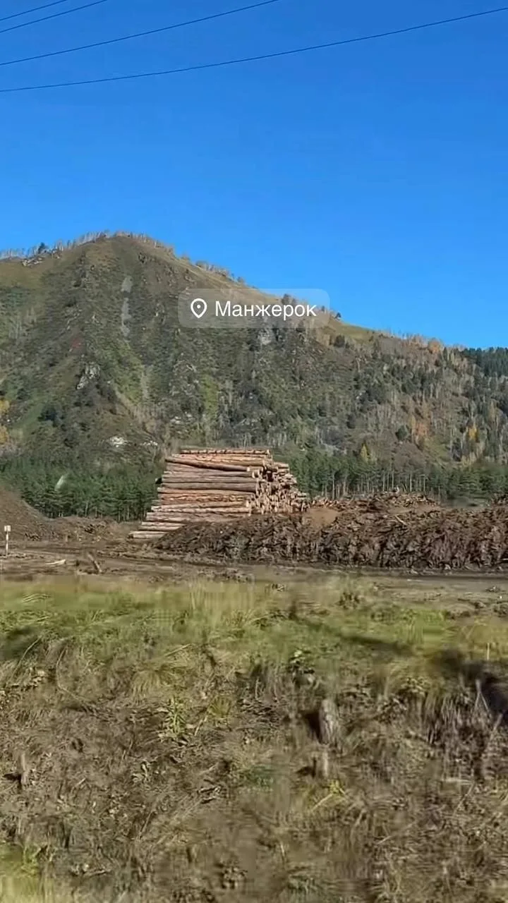 😨 Алтай превращают в масштабную лесопилку