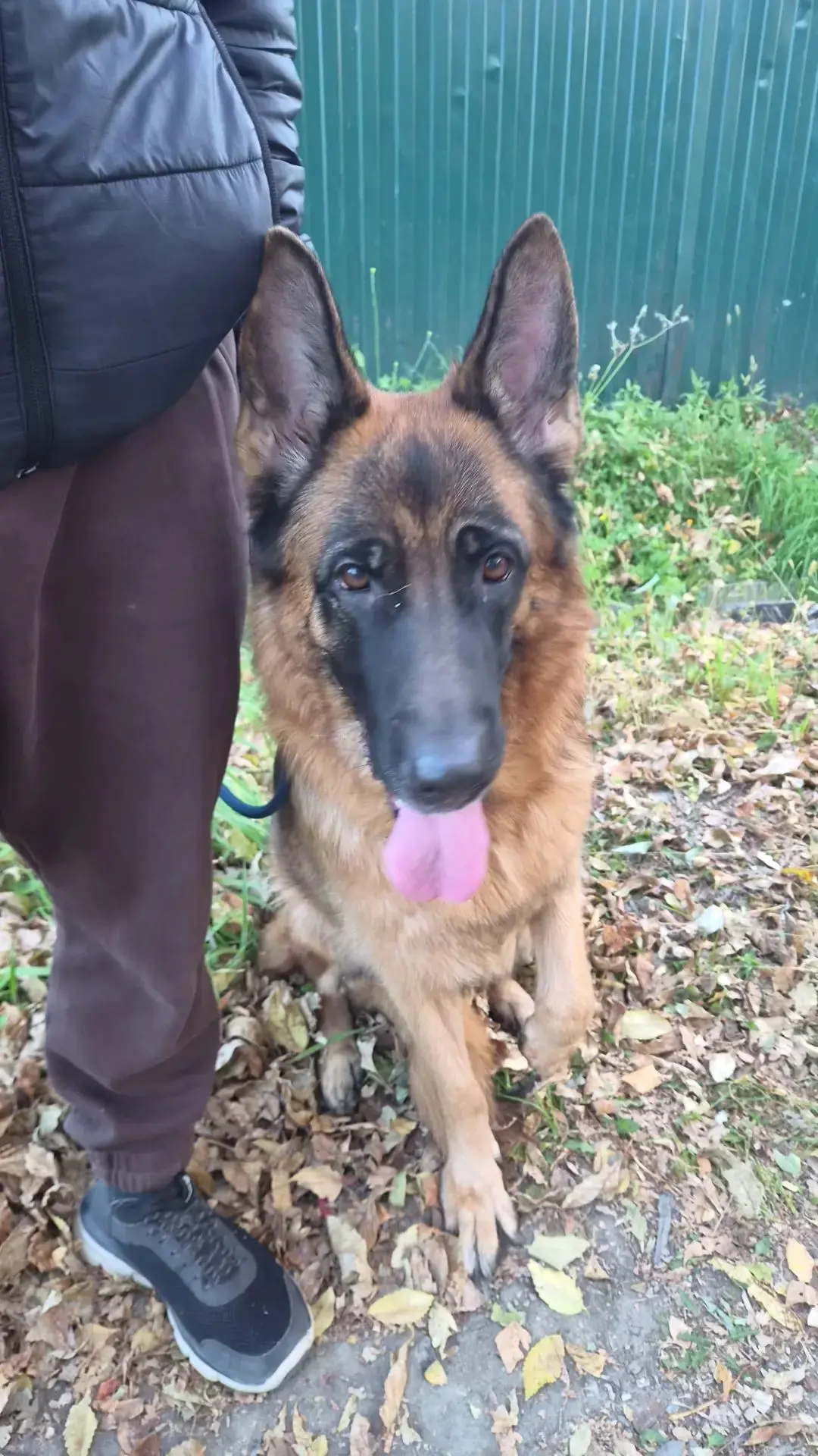 Найдена овчарка❗