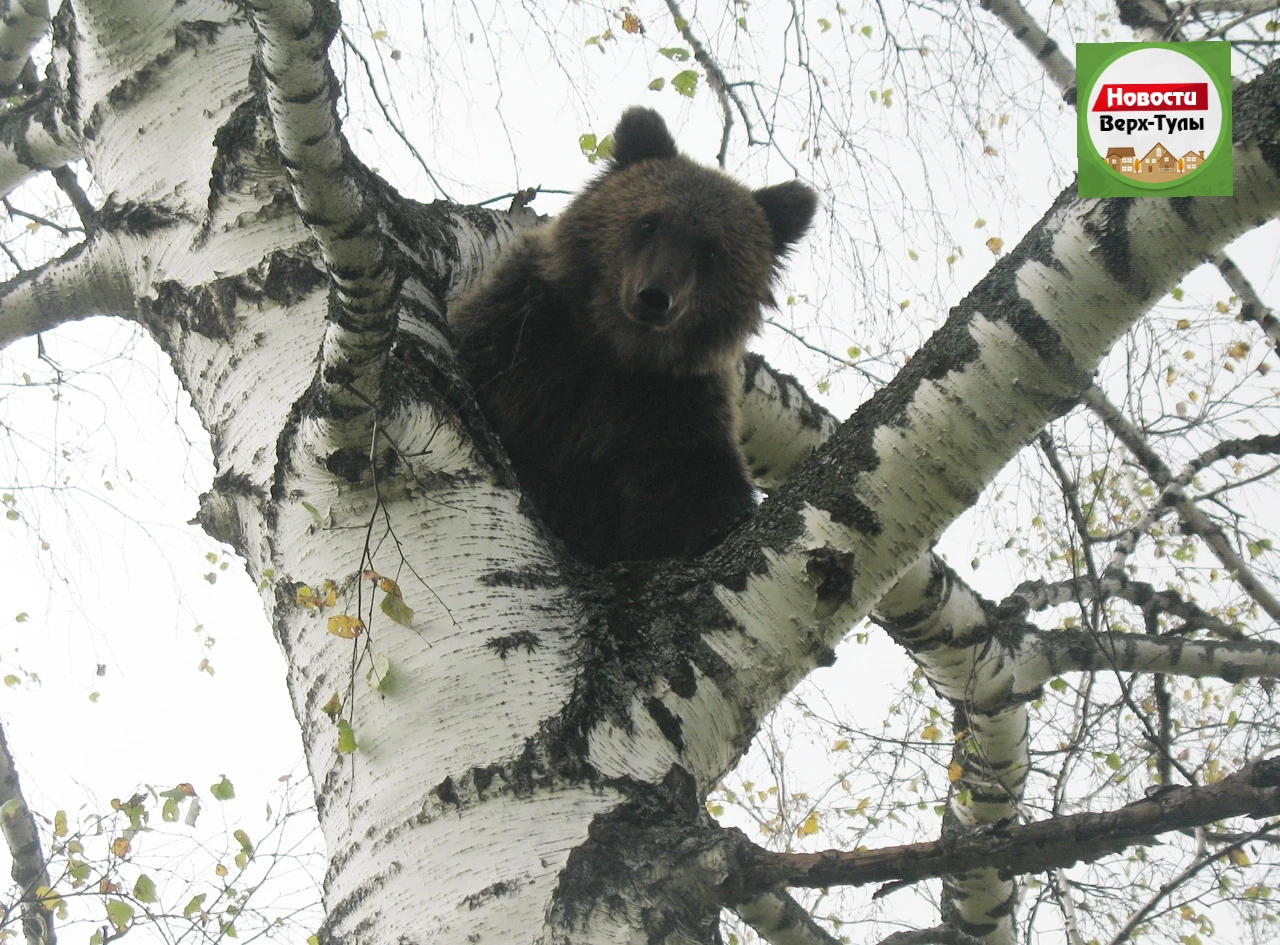 🐻 Сначала Боровое, теперь и Ярково: жителей ещё одного соседнего с нами сельсовета пре...