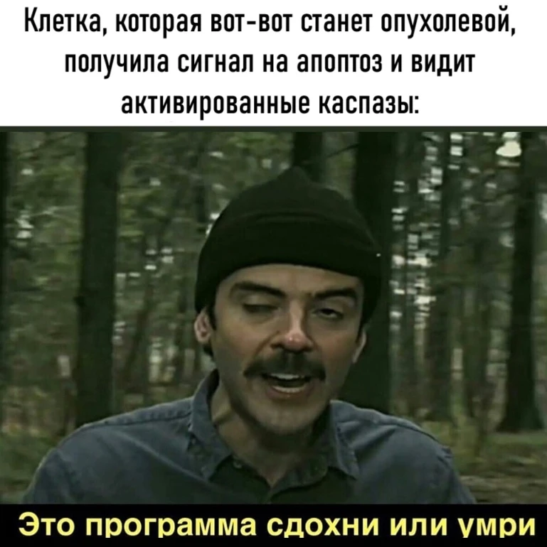 Что такое апоптоз? Это запрограммированная смерть клетки. Не случайная гибель от травмы...