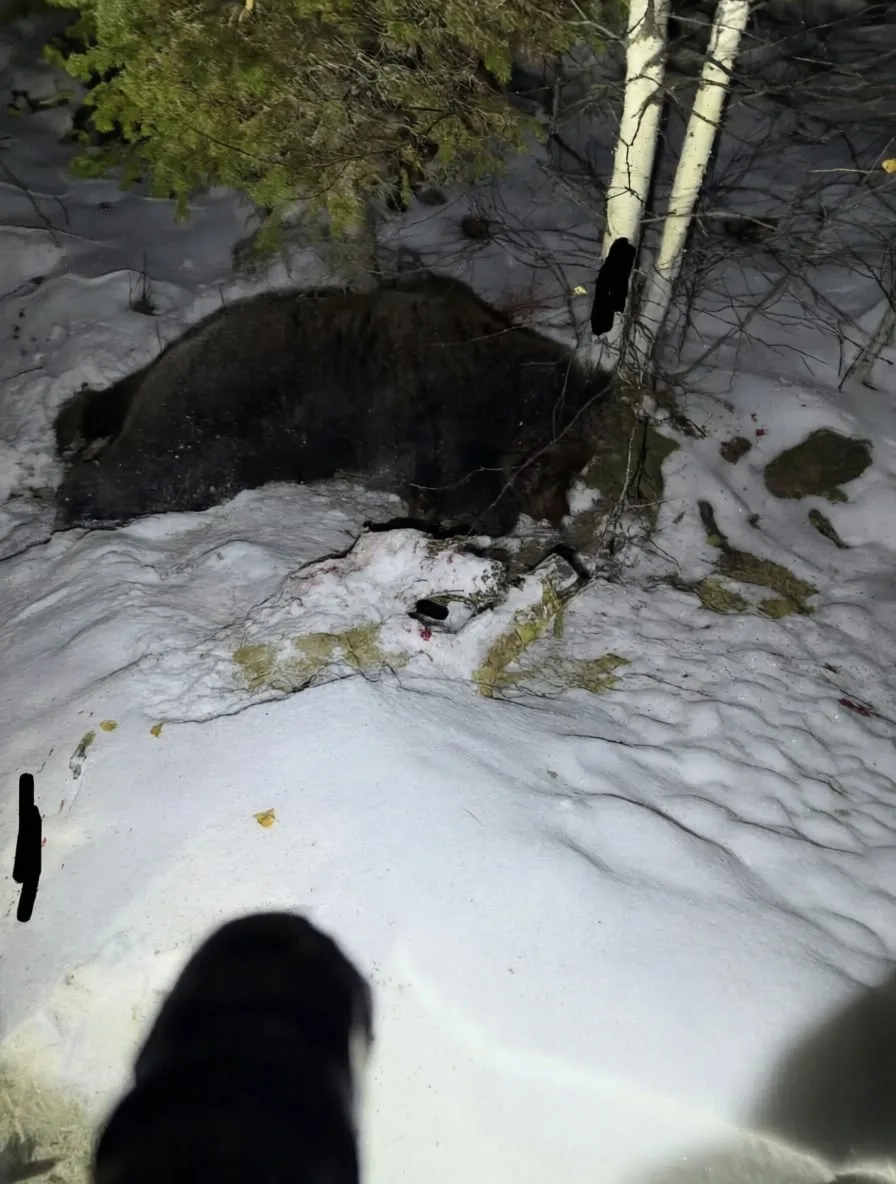 🐻 Охотники ликвидировали медведя, который буянил на автостоянке возле карьера «Шемур»:...