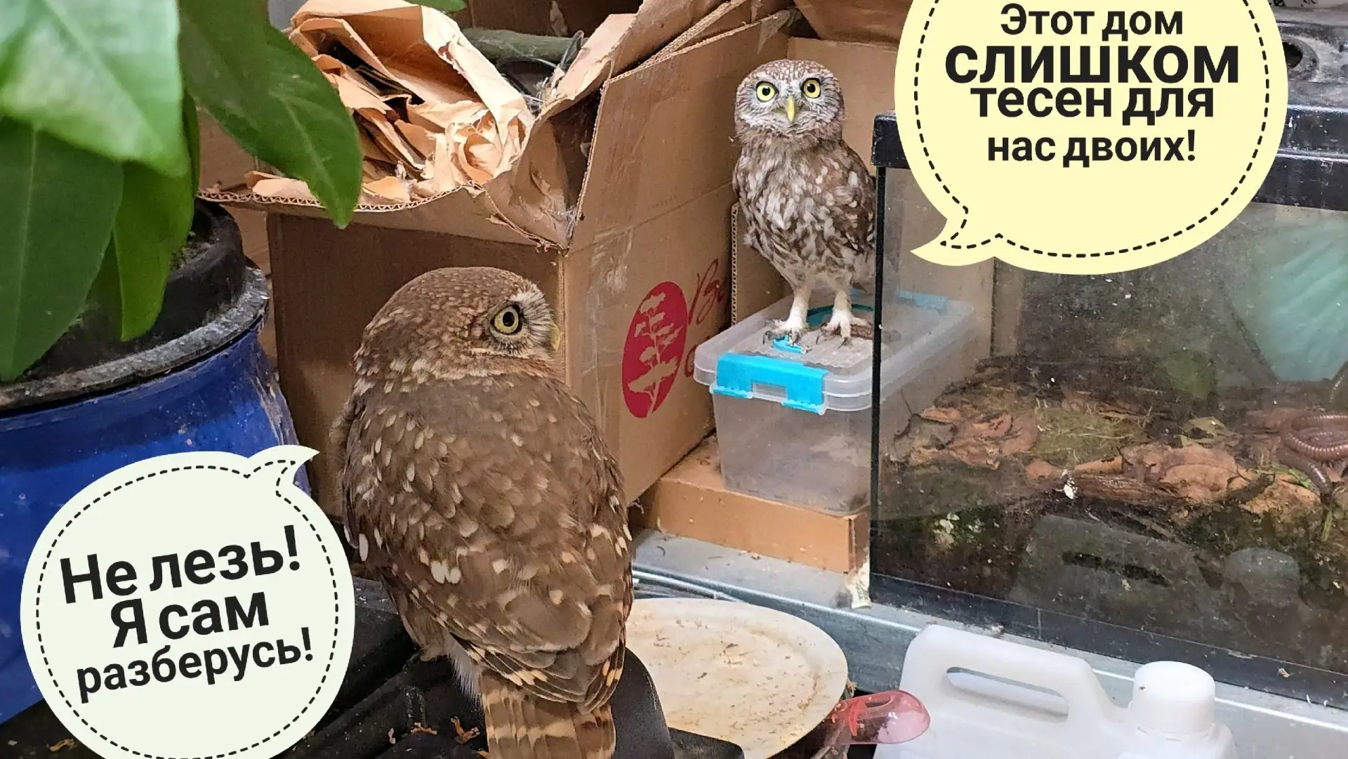 Голодненькая сова Кроша. Сычи Лучик и ХЗ делят совешню. ХЗ устроил маленький погром в ц...