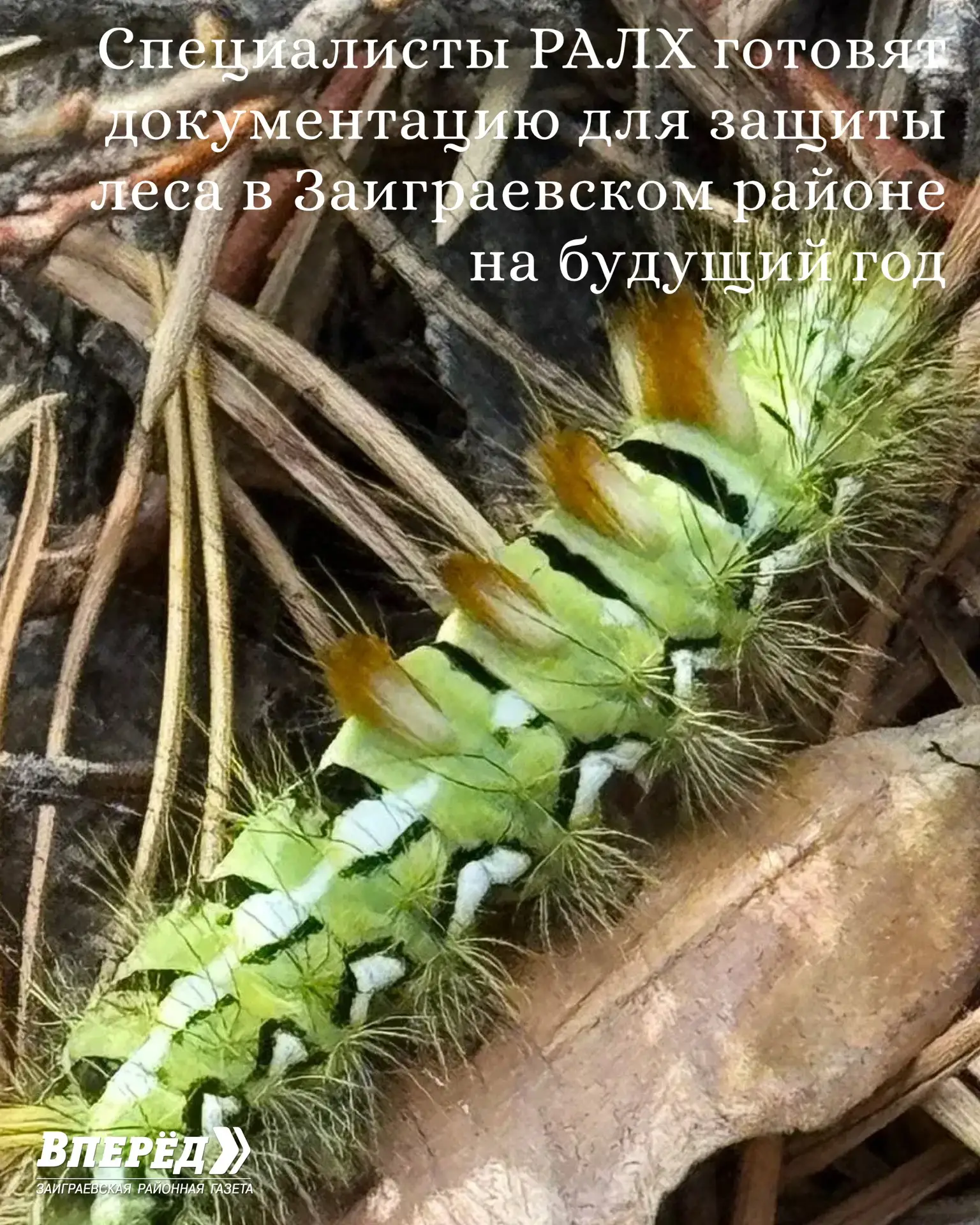 Леса Заиграевского района спасут от вредителей