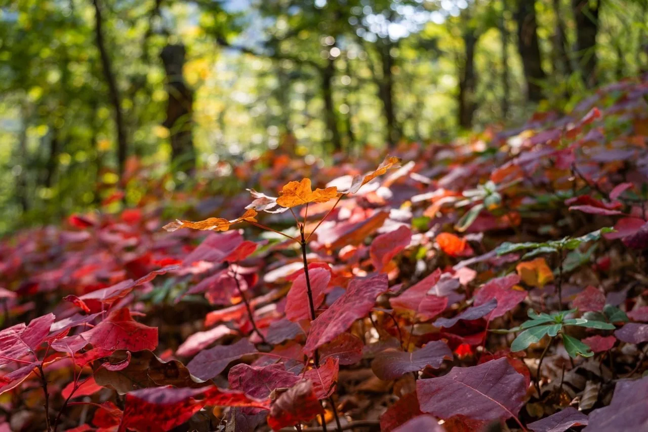 🍁 Золотое настроение в крымских горах