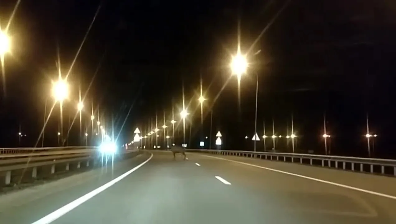 🌃 Спокойной ночи, любимый Мамадыш!