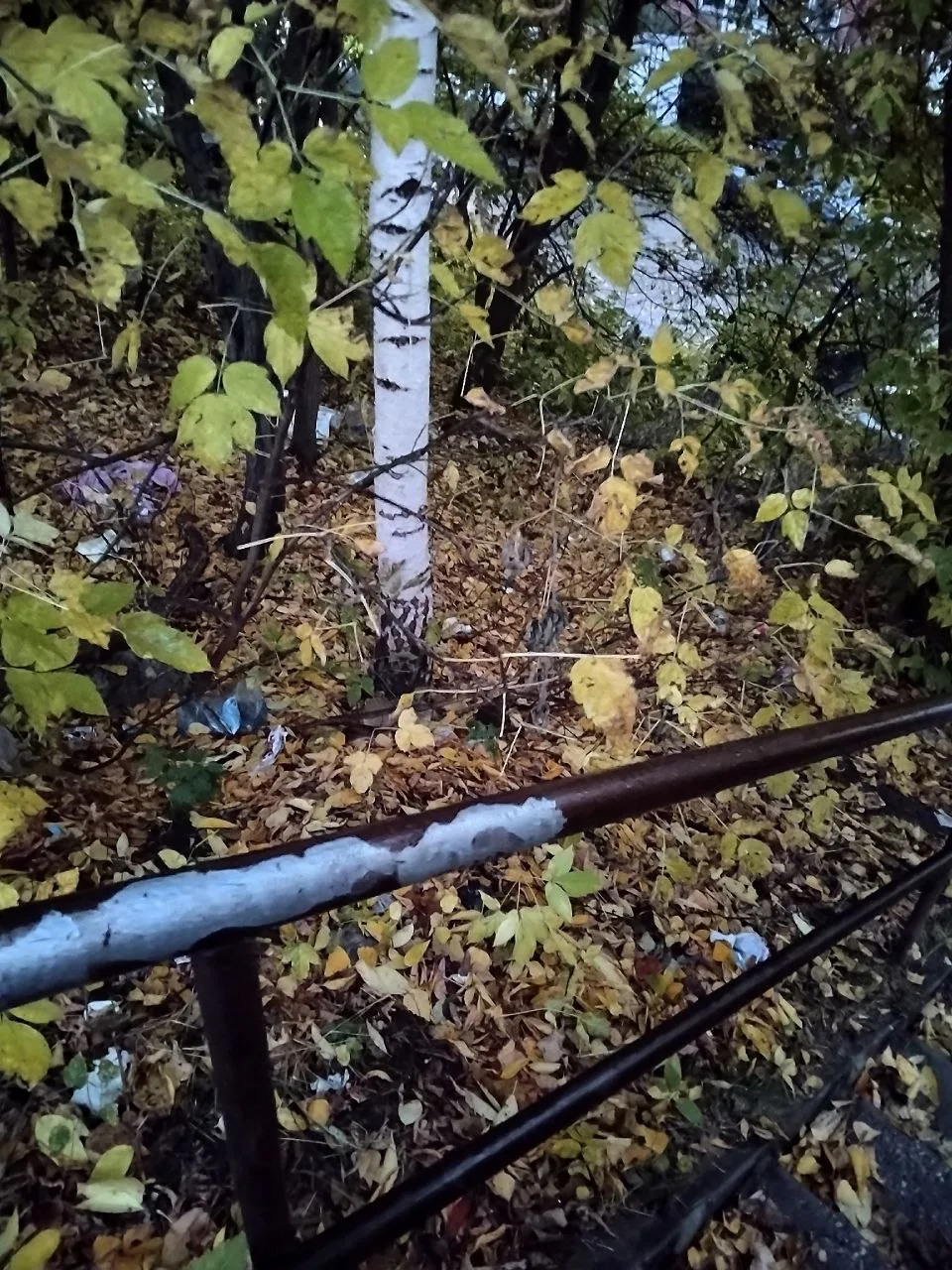 И снова про мусор 😞