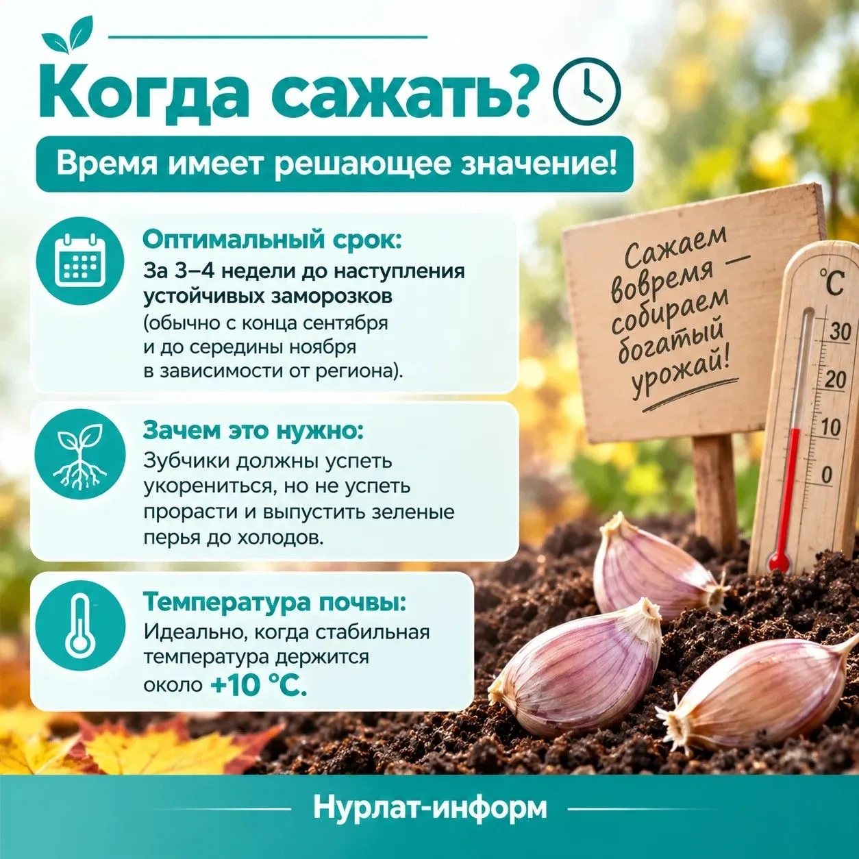 🧄 Озимый чеснок: как получить крупный и здоровый урожай следующем летом?