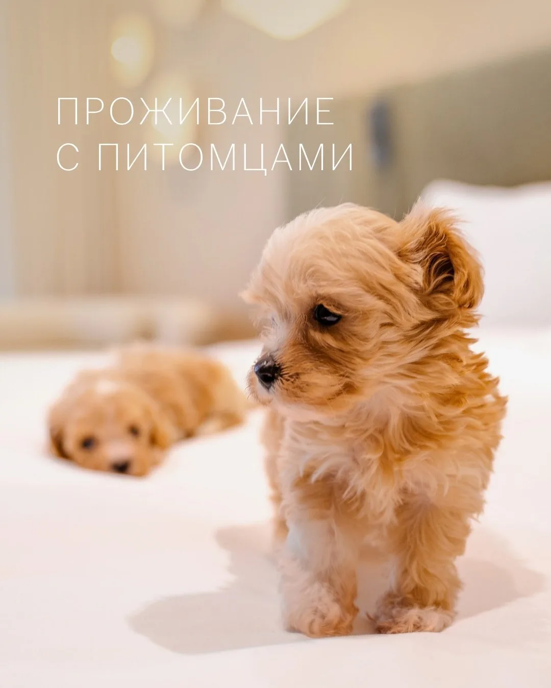 Сегодня — Всемирный день защиты животных.