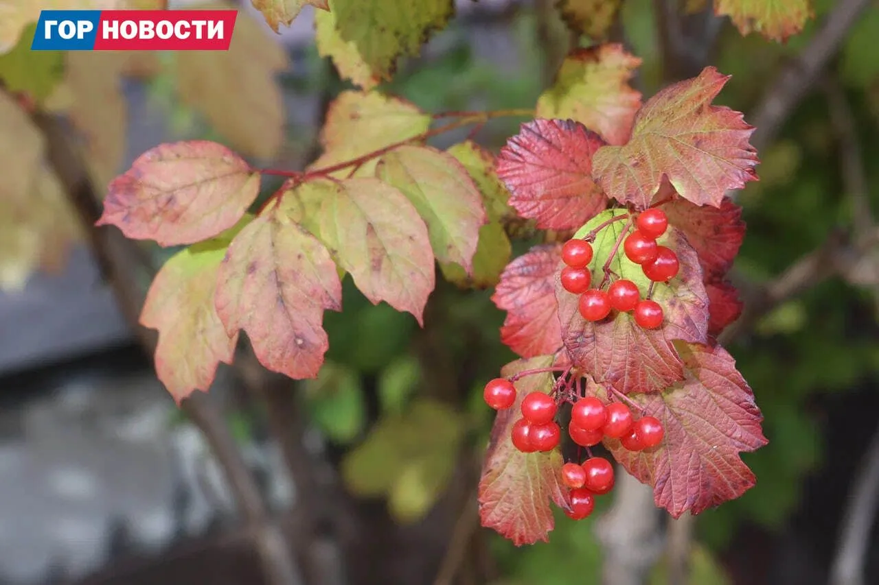 Красноярск провожает золотую осень