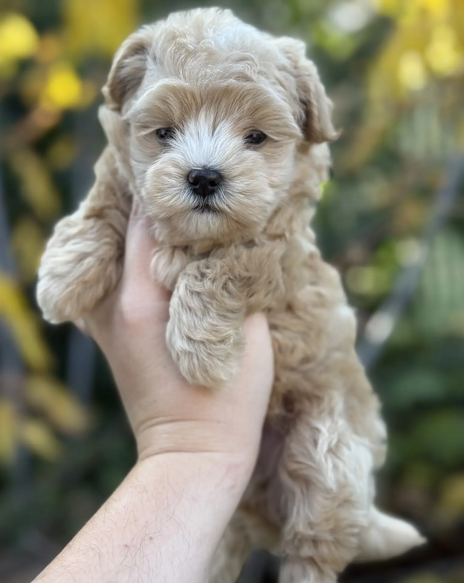 Мальчик Мальтипушка❤️