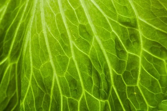 🥬 Капустный компресс — проверенный бабушкин способ снять боль в суставах