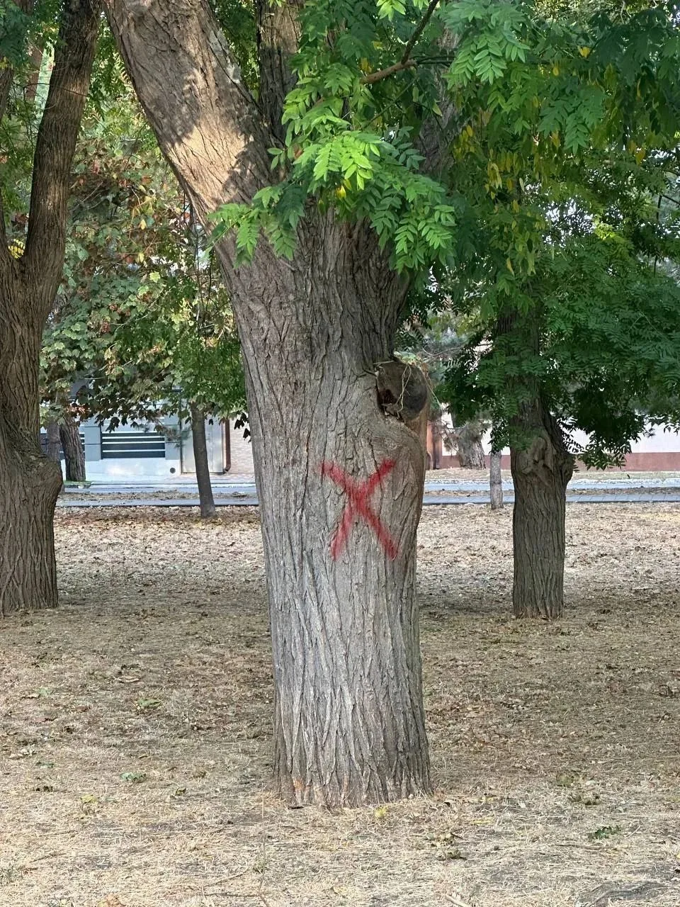 🌳 Жителям Анапы: отметки краской на деревьях — это НЕ вырубка!