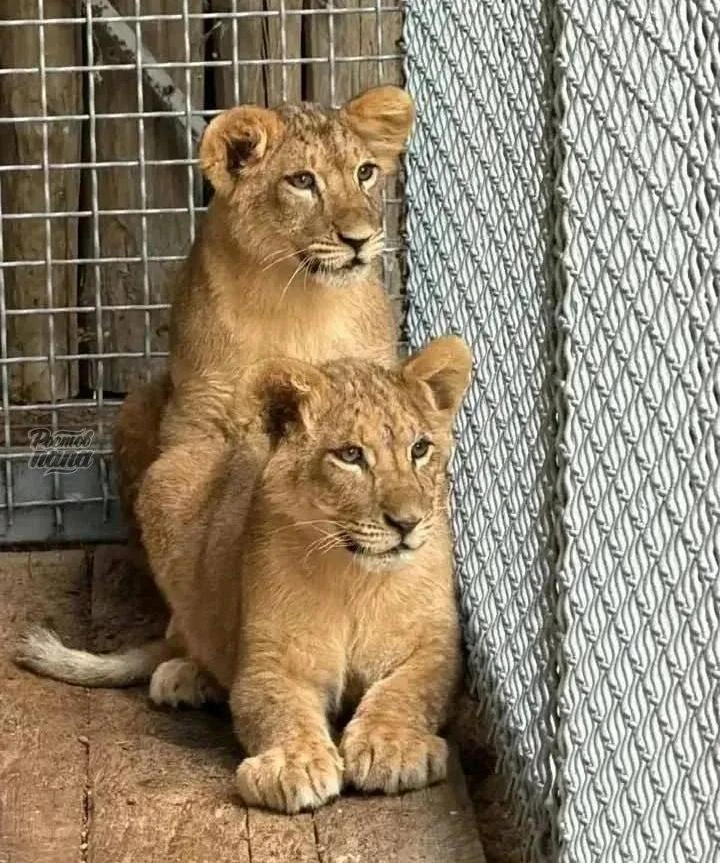 🐆 Симба и Викки: в Ростовском зоопарке львята обрели имена