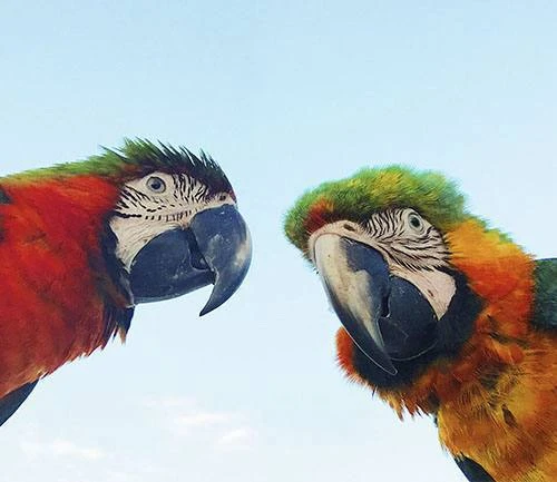 Любуемся экзотическими животными в парке «Воробьи» 🦅