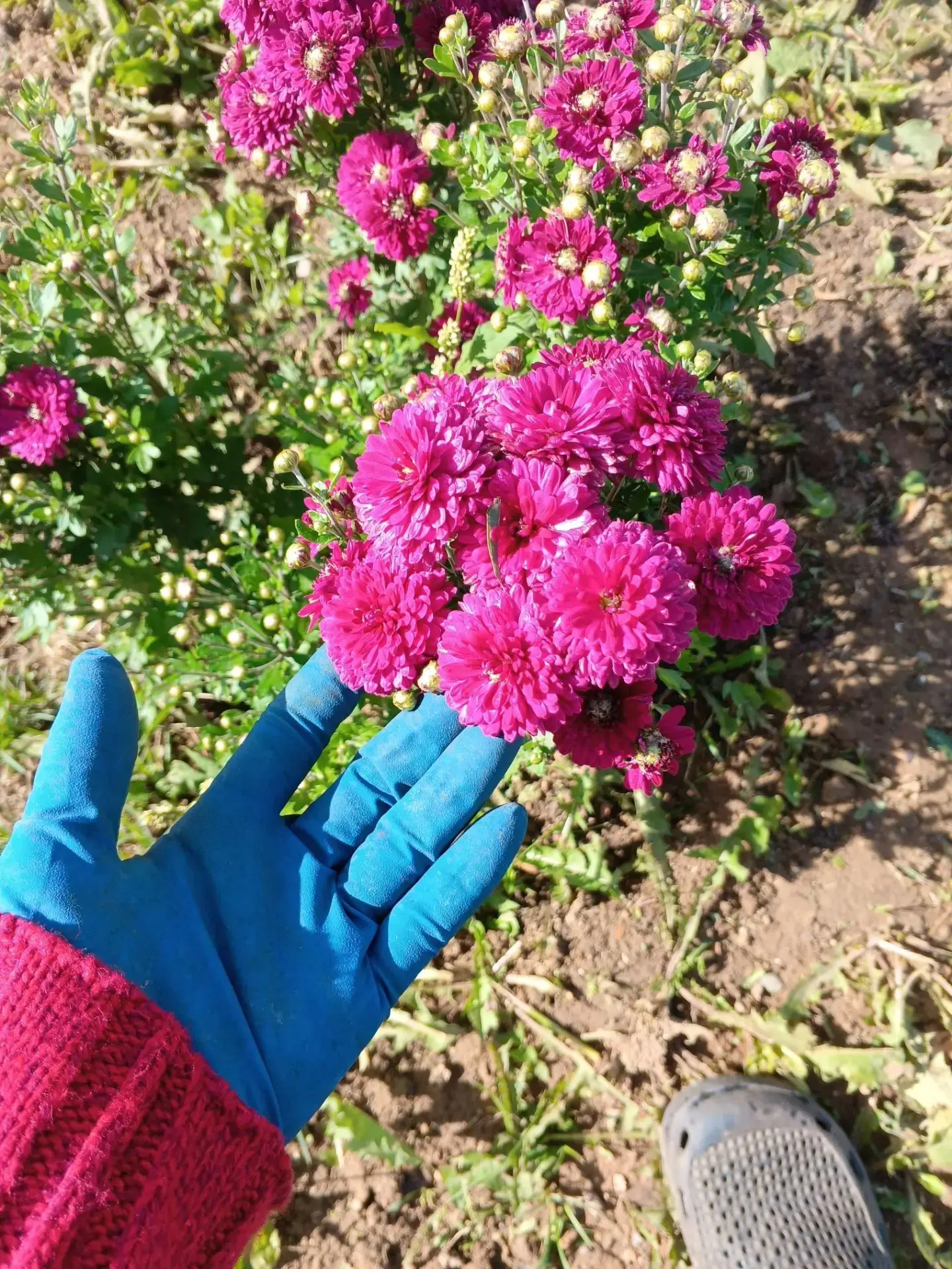 «Успей купить! Хризантема корейская многолетняя „Лилия“ со скидкой 50% — всего 150 рубл...
