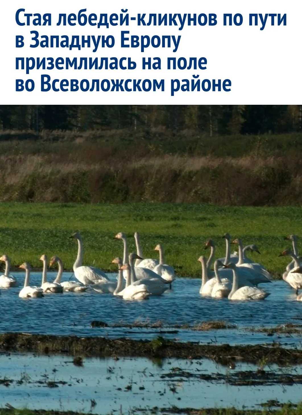 Птицы совершили длинный перелет из тундры и временно остановились на местном поле, чтоб...