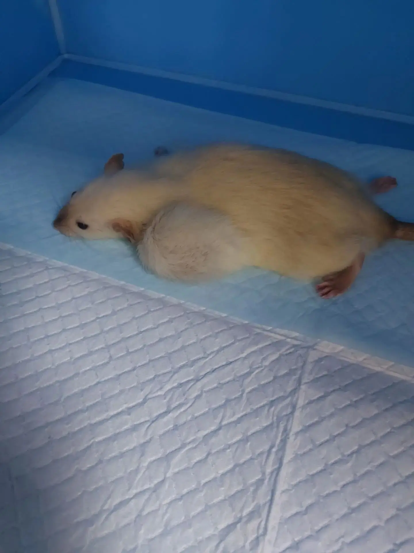 🐁 На днях на приём принесли домашнюю крысу с опухолью в области лопатки, опухоль дости...