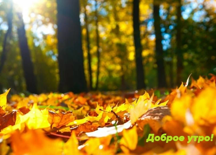 #dlhsfo #сохранимлес #доброеутро #экологическоеблагополучие #следуйзалесом