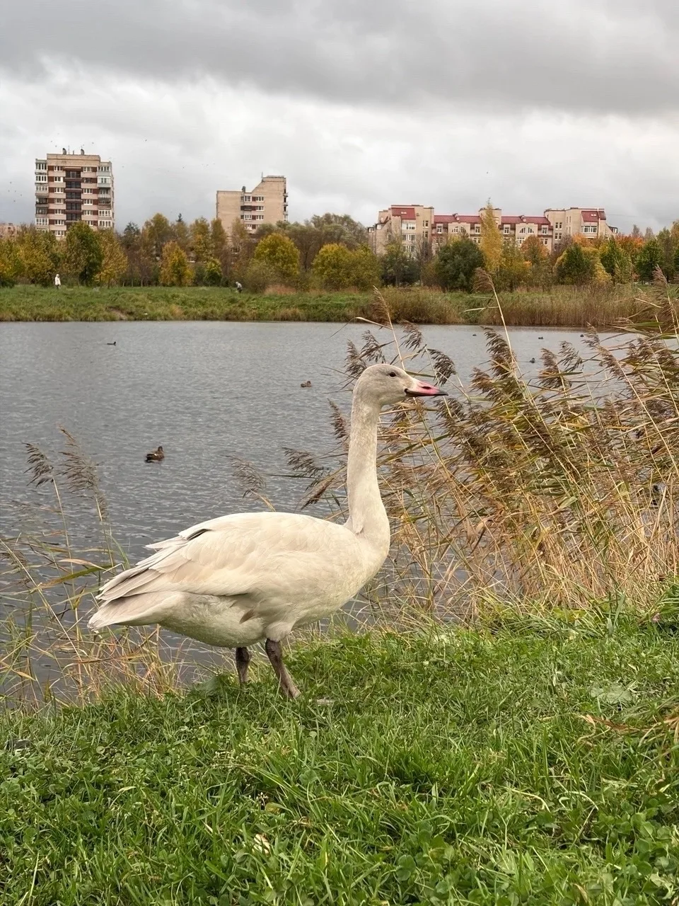Красавец из Буферного парка