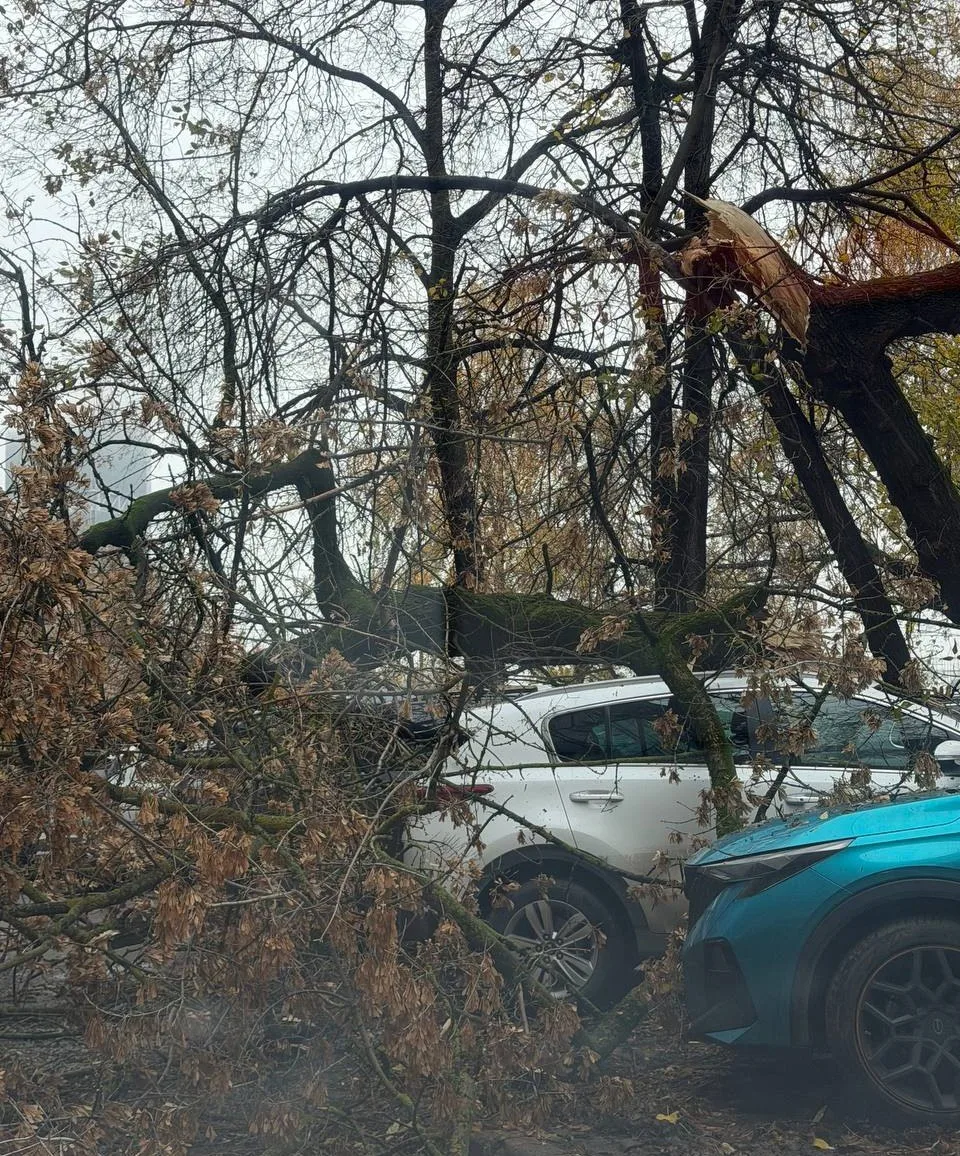 🙁 На Заречной, 11/7 вот так неудачно сломалось дерево.