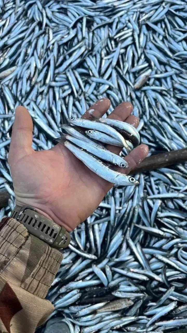 🐟