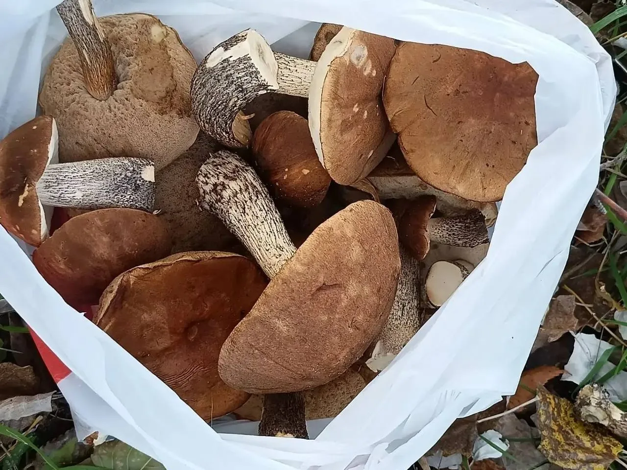 Земляки хвастаются грибным уловом