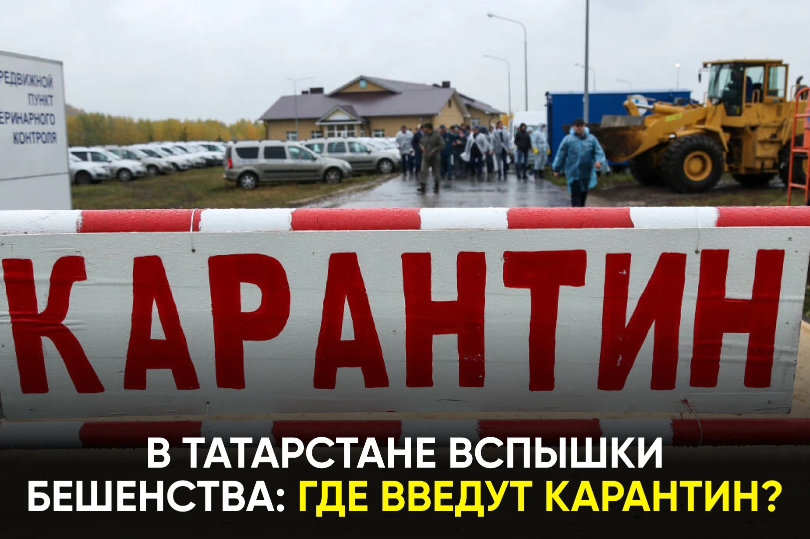 Среди причин – случаи заражения домашних животных, в том числе нападение бешеной кошки ...