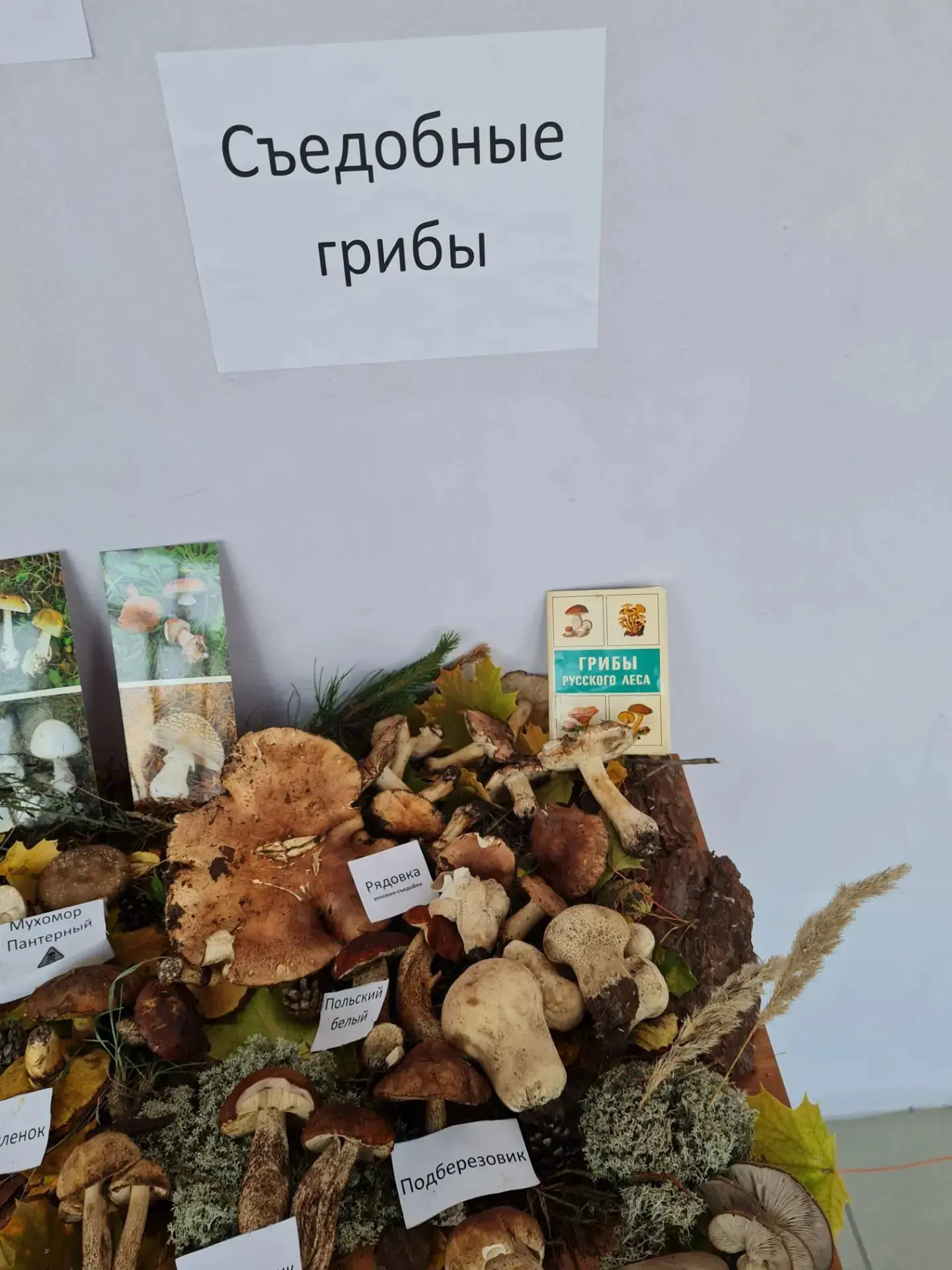 Но на этом наш день не закончился! 🍄