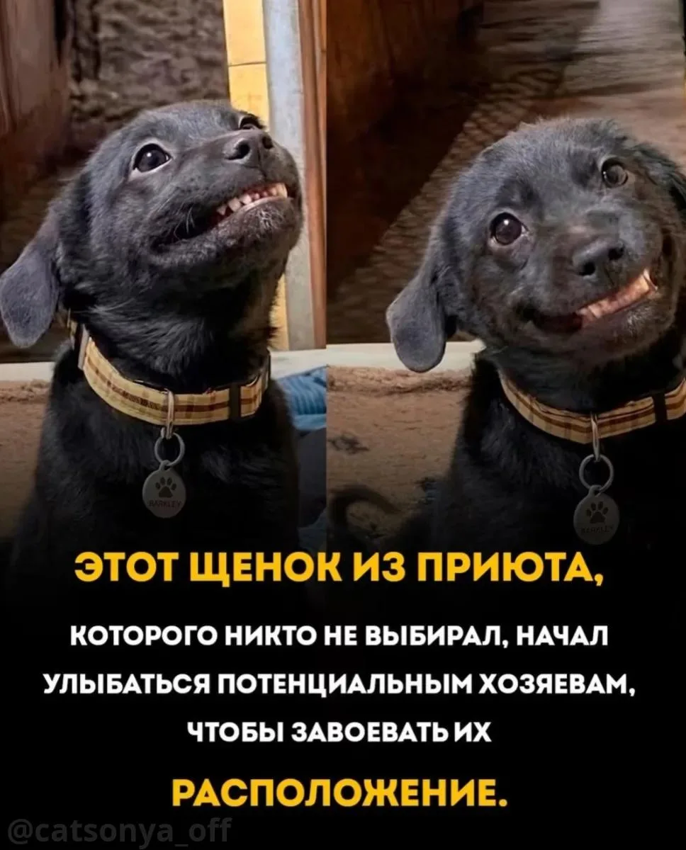 Его не выбирали. Снова и снова. Он решил это исправить. 🐾