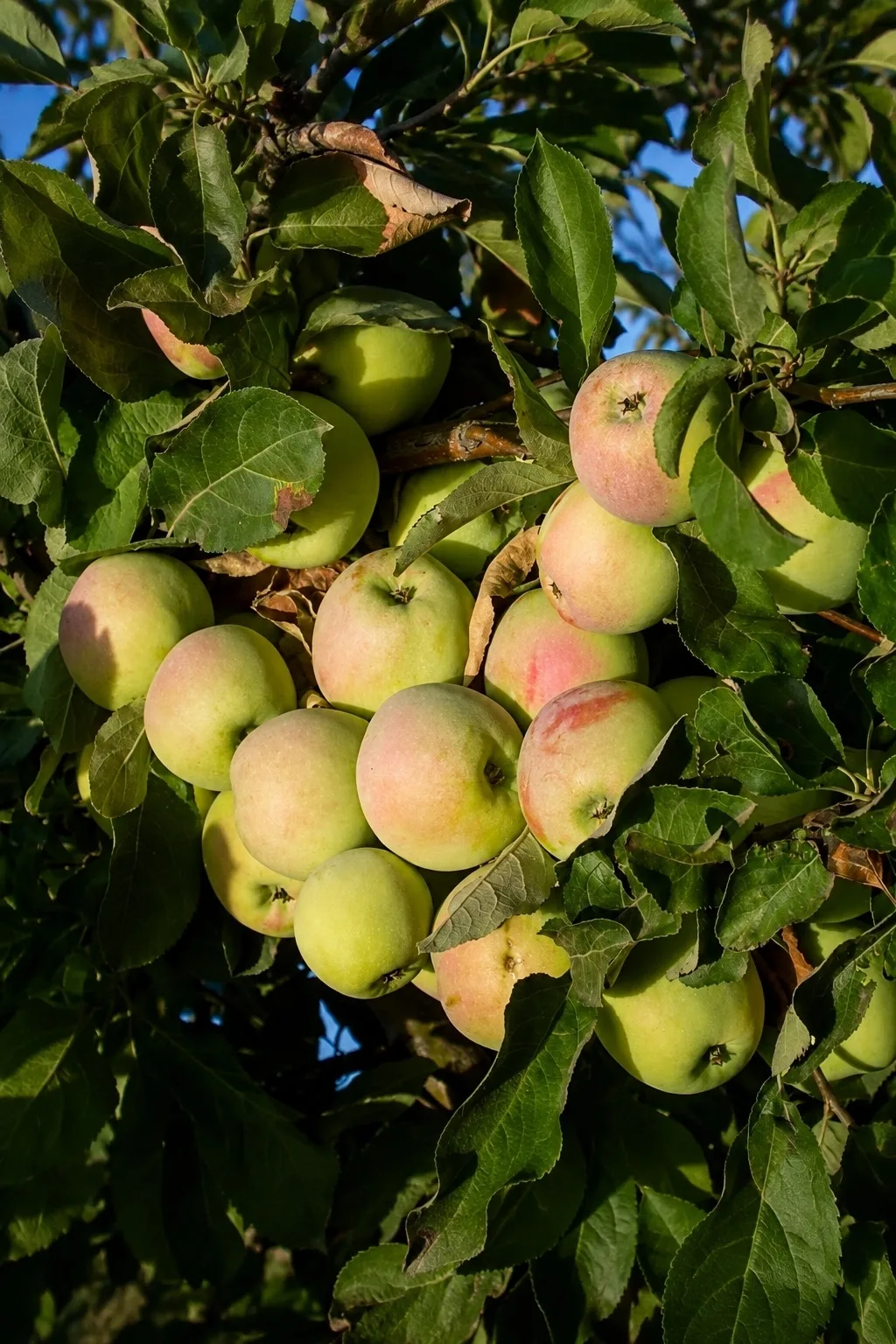 🍎 Несколько сaмоплодных сортов яблонь