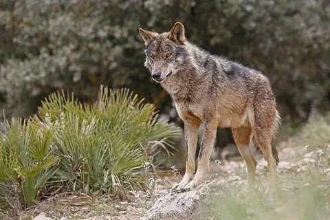 🐺Иберийский волк - редкий подвид серого волка, обитающий преимущественно на северо-зап...